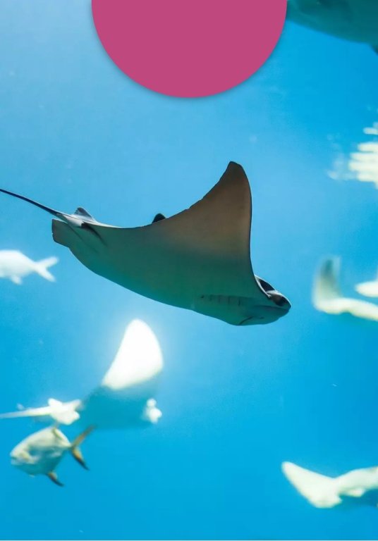 Oceanarium